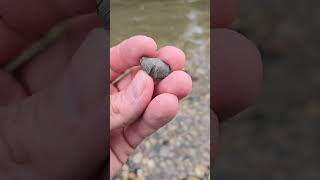 Nice Brachiopod Fossil teamrockit thefinders rockhounding [upl. by Ardnasil]