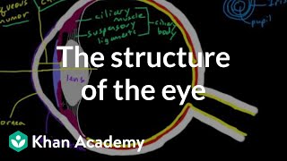 The structure of the eye  Processing the Environment  MCAT  Khan Academy [upl. by Arva795]