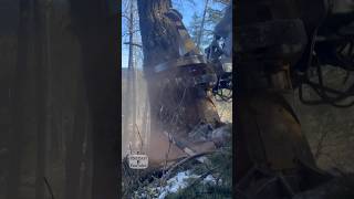 Large Tree falling Loud crashing sounds sound heavyequipment machinery work forestry [upl. by Fernand]