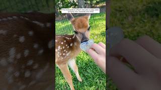 The kind police officer rescued a fawn lying by the roadside and then animalshorts deer [upl. by Philis705]