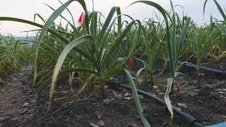 Sunrise over Gilroy Garlic Field [upl. by Tija]