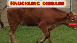 Fetlock knuckle  knuckling disease  hoof problems in cows [upl. by Aineles]