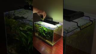 Removing salvinia minima from a planted tank [upl. by Ayikahs]