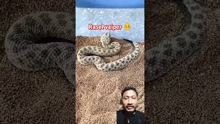 rasel vaiper snake most dangerous snake shorts ytshorts vlog [upl. by Llehsyar]