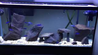 55 gallon demasoni aquarium update [upl. by Devan]