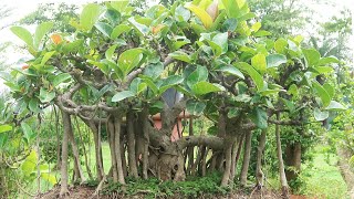 Ficus Benghalensis Bonsai  55 Years Old [upl. by Neirual]