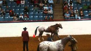 Color Class  2010 Appaloosa World Showwmv [upl. by Nreval]