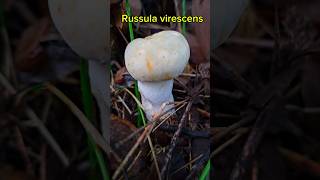 Russula virescens ดอกสวยมาก [upl. by Jena]