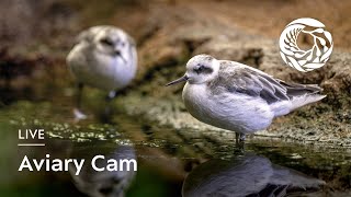 Live Aviary Cam  Monterey Bay Aquarium [upl. by Nipha38]