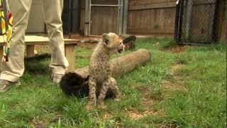 Savanna Cheetah Cub and Puppy Max Play  Cincinnati Zoo [upl. by Attelra]