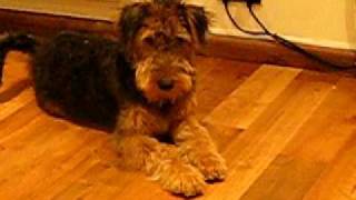 Jack the Airedale Terrier  Dog Obedience [upl. by Htebazileharas]