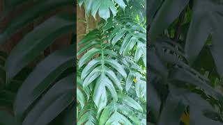 ഇത്രയും വലിയ monstera കണ്ടിട്ടുണ്ടോgardening MusicCinematic Motivational PianoMusicianComatSounds [upl. by Drew]