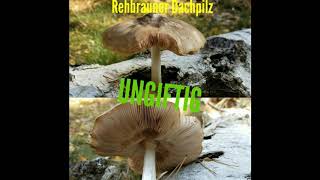 Der Rehbraune Dachpilz Pluteus cervinus Rehbraun Dachpilze Hirschbraun Essbar Holz Pilze [upl. by Reiche69]