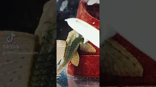 Our new Pleco Collection has growenlivingaquarium freshwater cambridge aquarium pleco [upl. by Adnamaa]