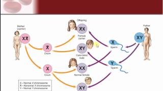 Chapter 24  Genetics and Genetic Disease [upl. by Gerg]