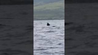 Skyhopping humpback whales [upl. by Legnaleugim588]