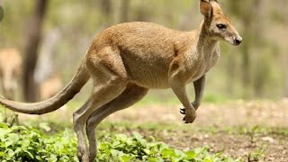 Kangaroos  Life Documentary  2019 [upl. by Spalla]