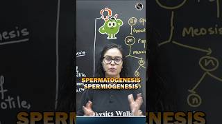 Spermatogenesis vs Spermiogenesis Important Confusing Terms for Neet Exam neet2025 neetpreparation [upl. by Yehc764]