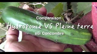 Comparaison entre culture hydroponique et pleine terre [upl. by Neitsirhc]