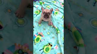 “🐶 Sassy potato 😂💜😇 Ziggy” frenchbulldog yourpet puppies cute frenchbulldoglove [upl. by Aisats]