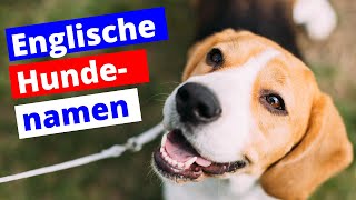 ENGLISCHE Hundenamen weiblich und männlich mit Bedeutung 🇬🇧 Dogcode [upl. by Odradlig]