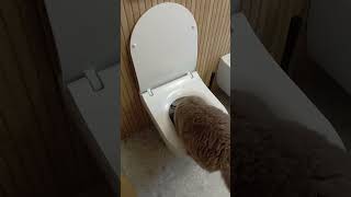 Śmieszne kotypijemy z kibla wodę🚽😸 fluffy cat WC pet [upl. by Rehprotsirhc]