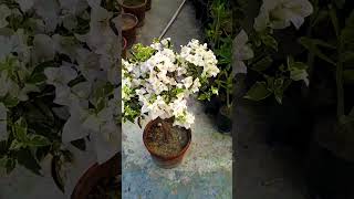 হাওয়াই হোয়াইট বাগানবিলাস Jarif gardening [upl. by Gamin]