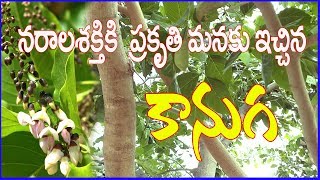 కానుగ చెట్టుప్రకృతి మనకు ఇచ్చిన వరంMillettia pinnata kanuga treeMedicinal Plant Herbal Chitka [upl. by Neroc]