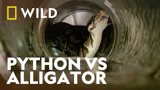 Burmese Python Eats An Alligator Whole  Worlds Deadliest Snakes  National Geographic WILD [upl. by Ahsinuq]