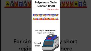 Polymerase Chain Reaction PCR animation [upl. by Aij319]