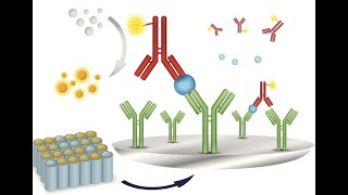 Understanding Immunoassay Analyses  Principles and Applications 4 Minutes Microlearning [upl. by Guadalupe]