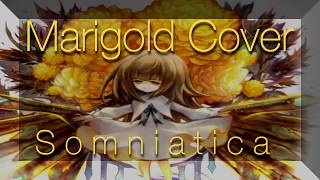 Marigold  M2U  Cover [upl. by Aicenad]