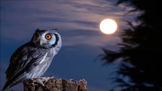 Owl Sound at Night  Ringtones for Android  Animal Sounds [upl. by Naenej]