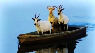 UNE CHÈVRE SUR UN BATEAU   Goat Simulator FR [upl. by Eilrahs]