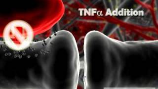 Modulation of Gliotransmission by TNFα [upl. by Trueman]