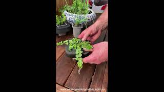 How to grow Creeping Jenny Lime Lysimachia nummularia Pond Plant [upl. by Sum]