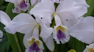 Plantio cattleya labiata coerulea ardósia no cachepô [upl. by Adniles]