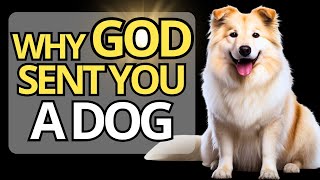 🐶 Why Did GOD Put A DOG In Your LIFE FIND OUT HERE 🐾 [upl. by Ailgna]