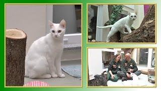 Katzenvermittlung  JuniJuli 2014 Tierheim Hannover TV [upl. by Schnur]