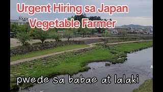 Urgent Hiring sa Japan Vegetable Farmer [upl. by Anirda]