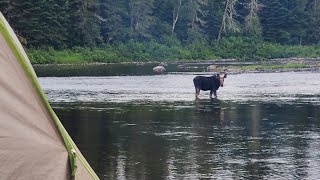 A moose shared our campsite Allagash Wilderness Waterway [upl. by Hawken]