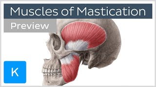 Muscles of mastication preview  Origin insertion functions  Human Anatomy  Kenhub [upl. by Nylaret]