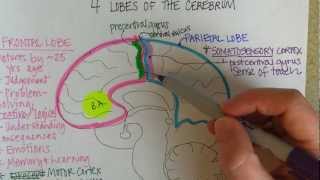 Lobes of the Cerebrum [upl. by Geilich]