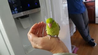 Ditty Worlds Best Talking Parrotlet [upl. by Tracee]