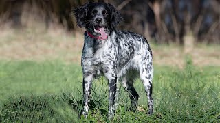 French Brittany The Ultimate Hunting Dog  Dog breed Facts [upl. by Araminta333]