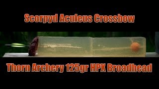 Scorpyd Crossbow Aculeus Thorn Archery 125gr HPX Broadhead Ballistic Gel Shot [upl. by Neitsirhc328]