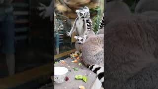 Family encounters a clingy lemur while exploring South Lake Safari Zoo  WooGlobe [upl. by Hassett]