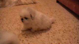 white Pekingese puppies playing and having fun [upl. by Lavro]