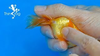 Goldfish Hand Breeding Step by Step [upl. by Heaps]