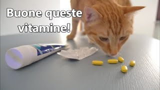 Riconoscere un gatto avvelenato sintomi e prime operazioni da fare [upl. by Imot]